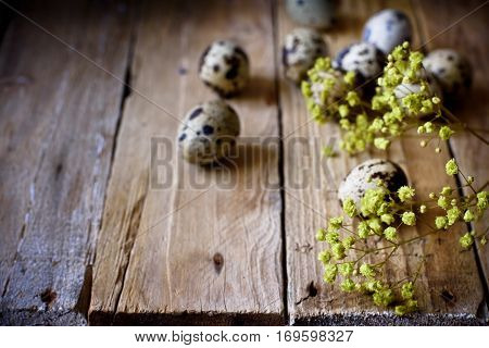 Scattered quail eggs on aged planked wood background with small delicate yellow spring flowers, rustic vintage style, minimalist, kinfolk, Easter, tranquility and simplicity concept