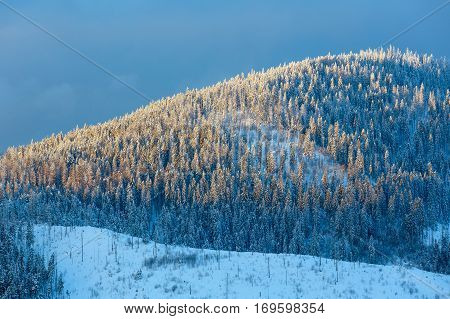 Evening Winter Carpathian Mountains Landscape.