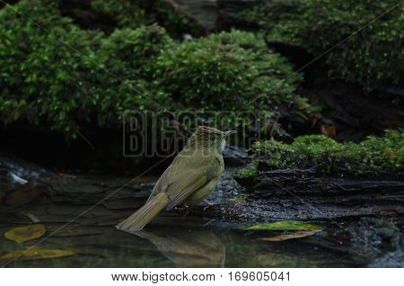 Grey-eyed Bulbul (iole Propinqua ) In Nature