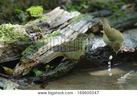 Grey-eyed Bulbul (iole Propinqua ) In Nature