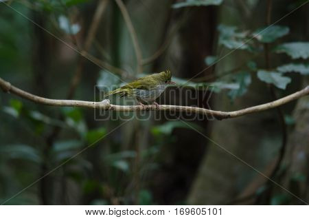 White-bellied Erpornis ( Erpornis Zantholeuca )