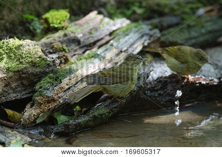 Grey-eyed Bulbul (iole Propinqua ) In Nature