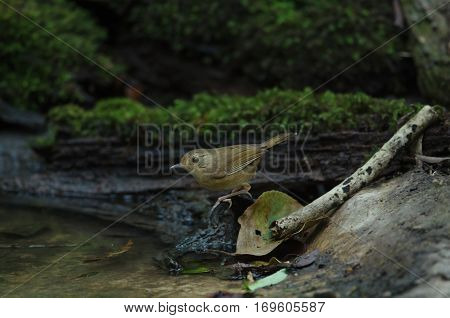 buff-breasted babbler (Trichastoma tickelli) in nature Thailand