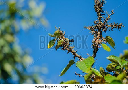 Common Iora In The Branch