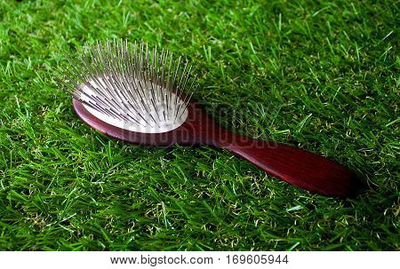 Acessories For The Grooming Of The Dog, Close Up
