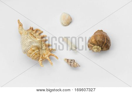 The Group Of Natural Colorful Conchs Isolated On A White Background. Collage Of My Downscaled Pictur