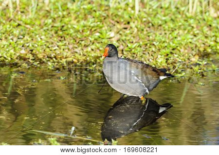 Common Gallinule pauses in shallows along Anhinga Trail