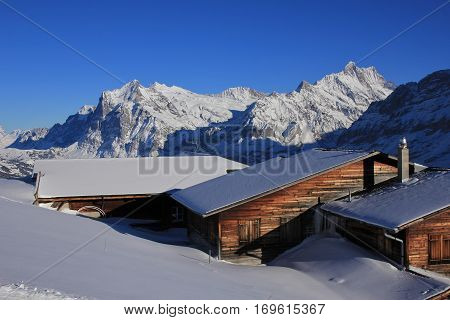 Snow covered mountains Finsteraarhorn and Schreckhorn. Weathered timber facades. Winter landscape in Grindelwald Swiss Alps.