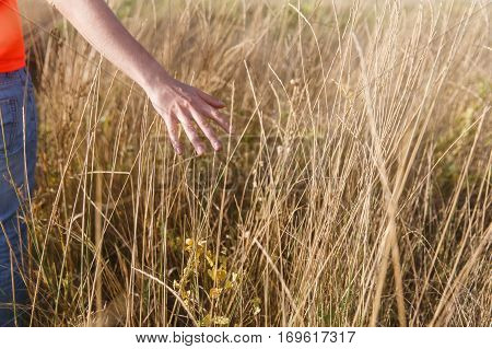 Man touches mountain herbs in autumn day
