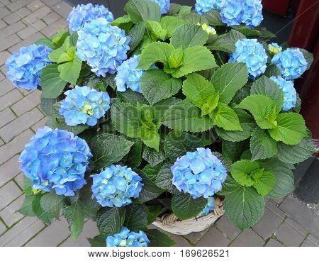 Blooming vibrant blue Hydrangea flowers on its tree