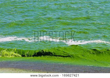 Blooming green water. Green algae polluted river