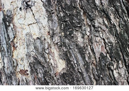 Bark  big tree is elderly underneath nature.