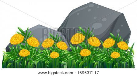 Marigold flowers in the garden illustration