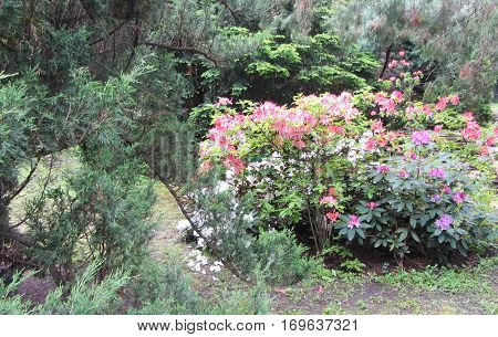 Colourful spring flowers and green grass are especially beautiful.
