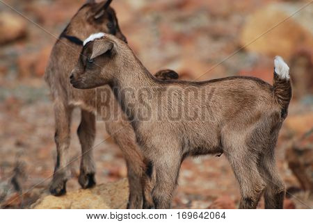 Super cute baby goat balancing on a rock.