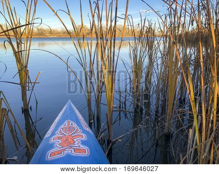 FORT COLLINS  CO, USA - October 31, 2016: Autumn lake paddling - a bow of stand up paddleboard by Starboard heading through reeds to open lake.
