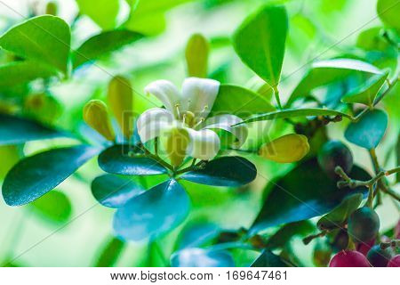Orange Jessamine (murraya Paniculata) White Flowers