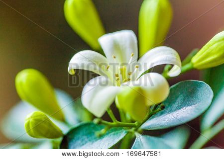 Orange Jessamine (murraya Paniculata) White Flowers