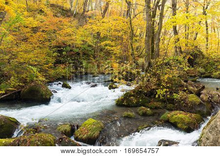 Waterfall in Oirase stream at Towada