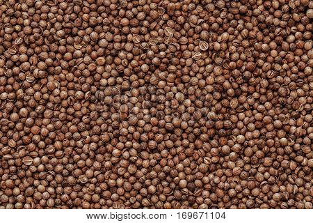dried coriander seeds closeup, cilantro grains texture