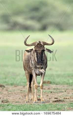 black wildebeest or white-tailed gnu (Connochaetes gnou) in Tanzania, Africa