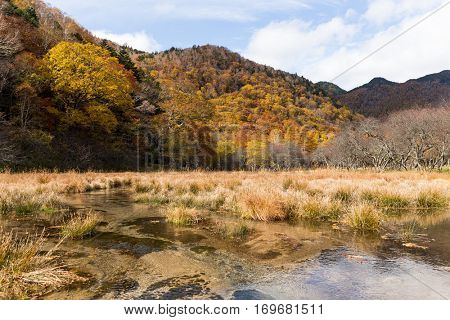Marsh in autumn season