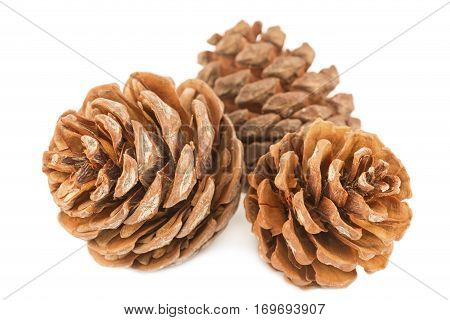 Pine cones isolated on a white background