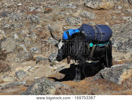 A Dzo hybrid of yak and cow carrying bags towards the Everest base camp Nepal.