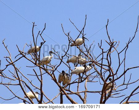 A Flock Of Black-headed Or Oriental White Ibises (threskiornis Melanocephalus) On A Dry Tree, Goa, I