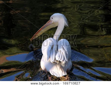 Dalmatian pelican (Pelecanus crispus) in the pond