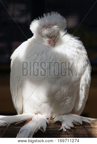 Portrait of pigion of Chinese Owl breed