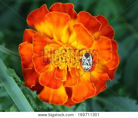 White shield bug on beautiful tagetes flower