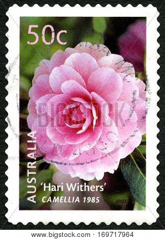 AUSTRALIA - CIRCA 2003: A used postage stamp from Australia depicting an image of a Camellia flowering plant circa 2003.