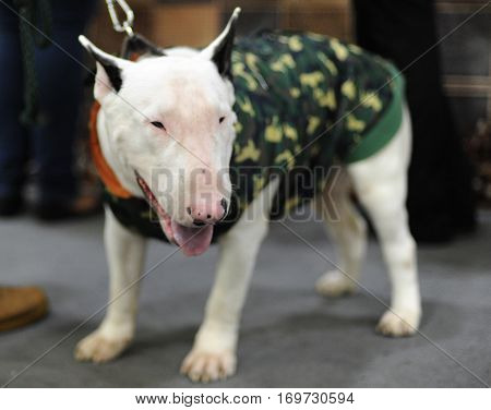 Bull Terrier at dog show in Moscow.