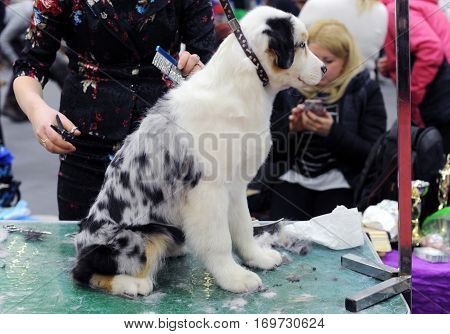 Australian Shepherd at dog show in Moscow.
