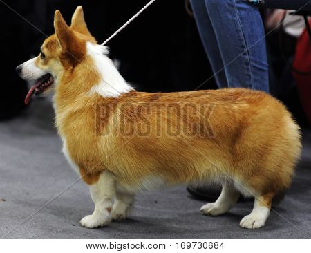 Welsh Corgi at dog show in Moscow.