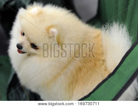 Pomeranian dog at dog show in Moscow.