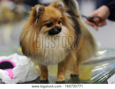 Pomeranian dog at dog show in Moscow.