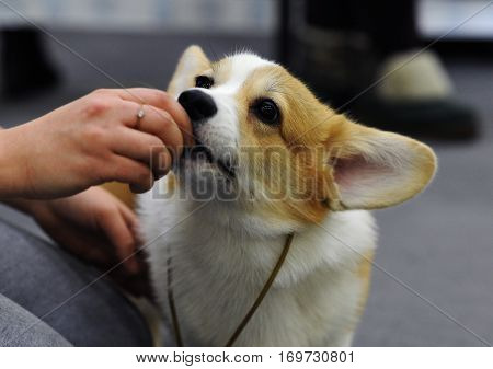 Welsh Corgi at dog show in Moscow.