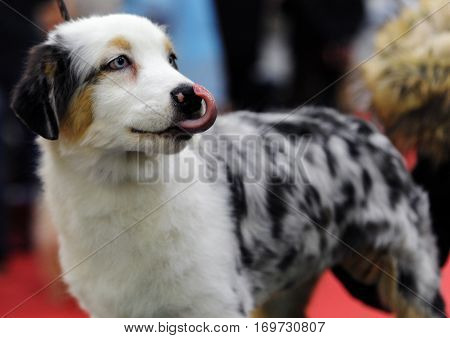 Australian Shepherd at dog show in Moscow.