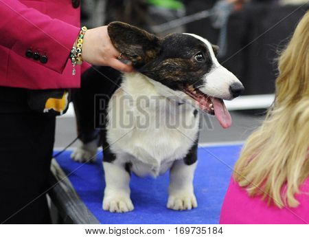 Welsh Corgi at dog show in Moscow.