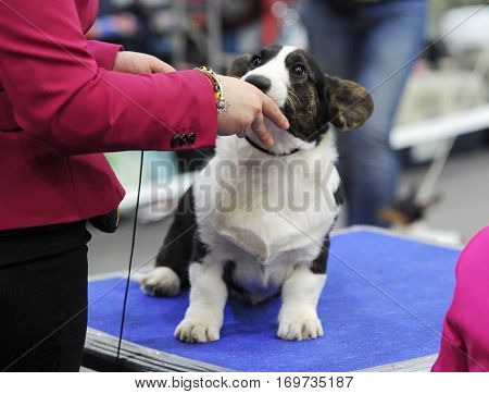 Welsh Corgi at dog show in Moscow.