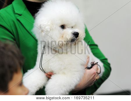 Bichon Frise at dog show in Moscow.