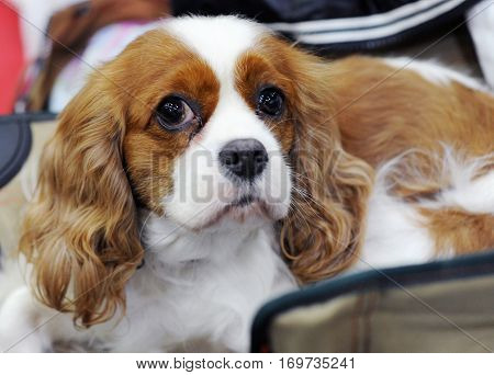 Cavalier King Charles Spaniel at dog show Moscow.