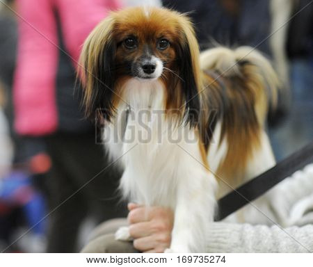 Continental Toy Spaniel at dog show Moscow.