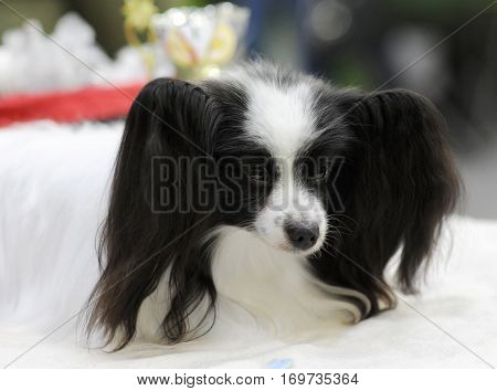 Continental Toy Spaniel at dog show Moscow.