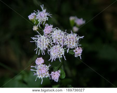 A unique lavendar and white wildflower on a dark background with bokeh backdrop