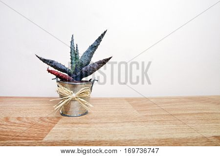A small Cactus in a pot with a bow around it