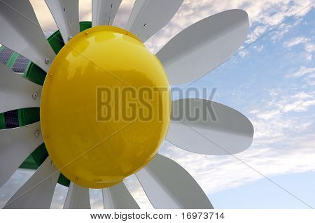 San Francisco Daisy