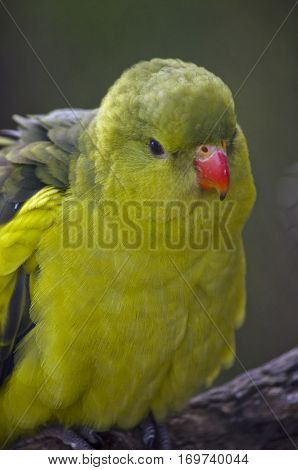 this is a close up of a superb parrot